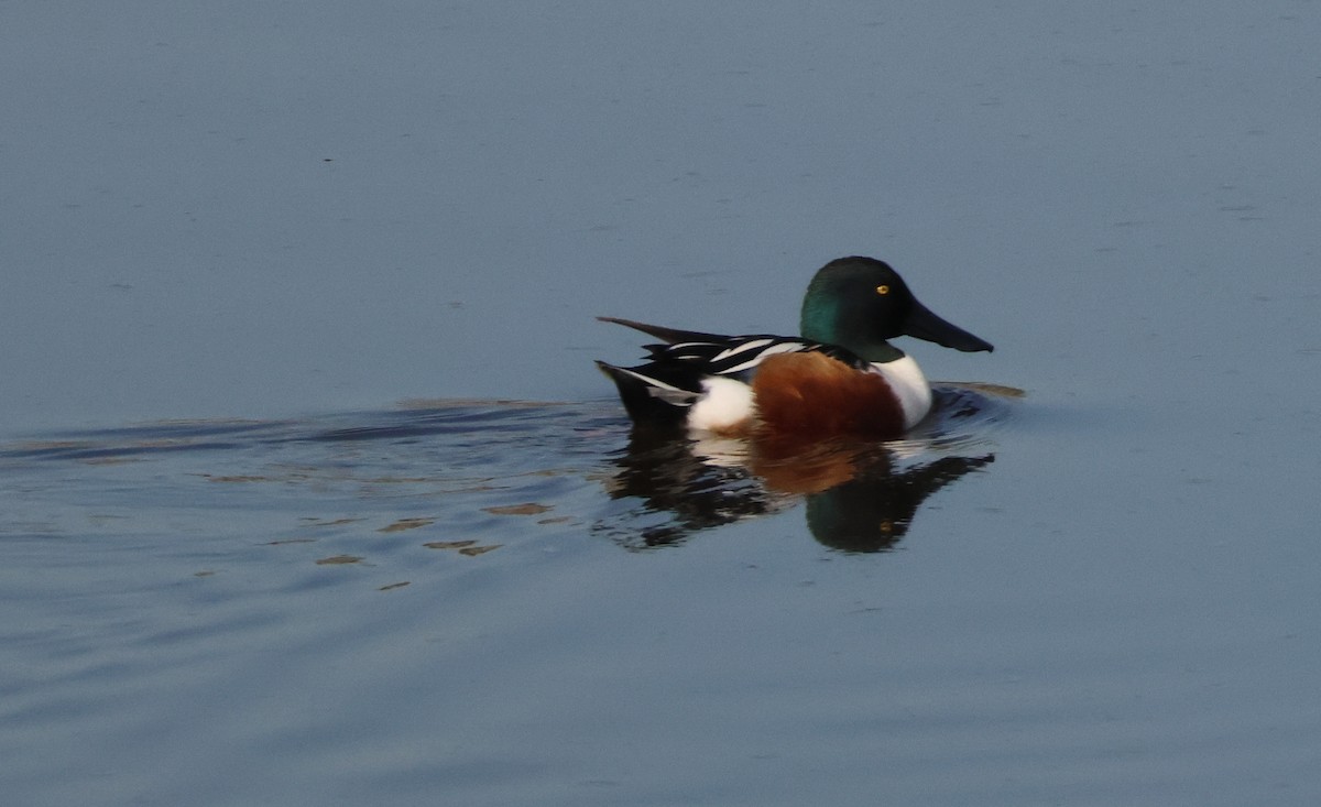 Löffelente - ML646824984