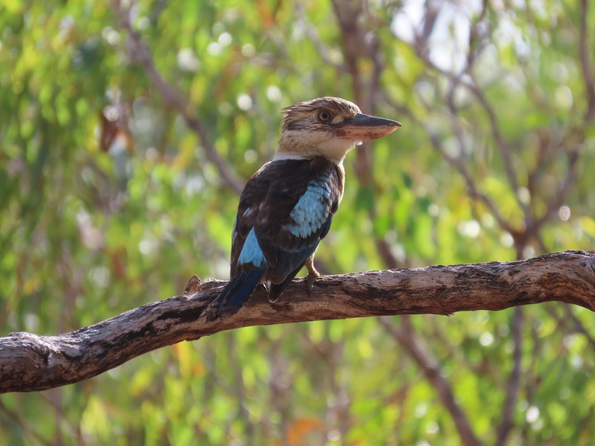 Blue-winged Kookaburra - ML646824986