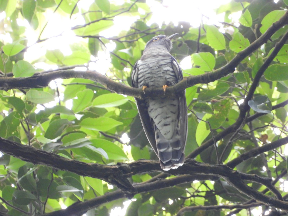 Жагар хөхөө - ML646824989