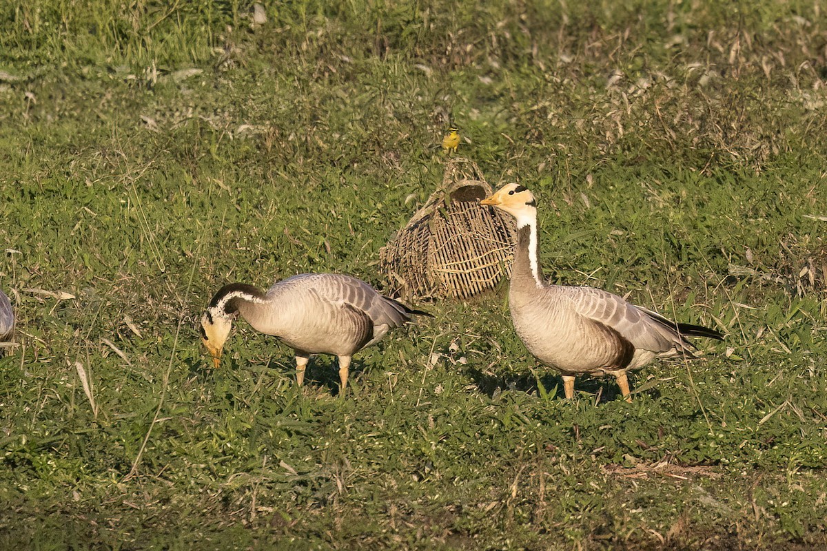 Гуска гірська - ML646824990