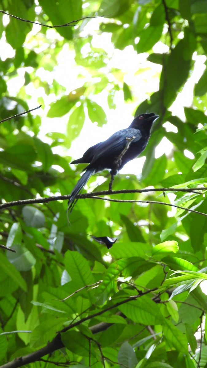 Greater Racket-tailed Drongo - ML646824991