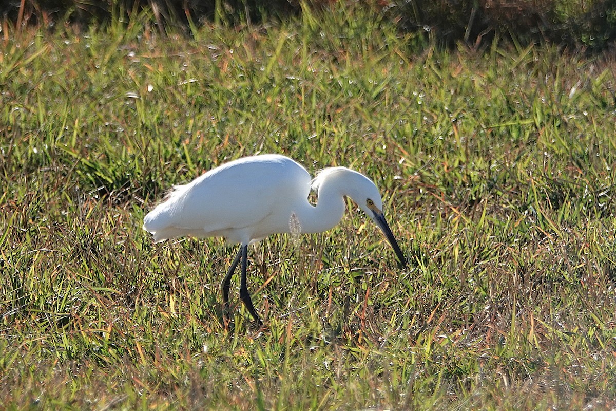 Aigrette neigeuse - ML646824998