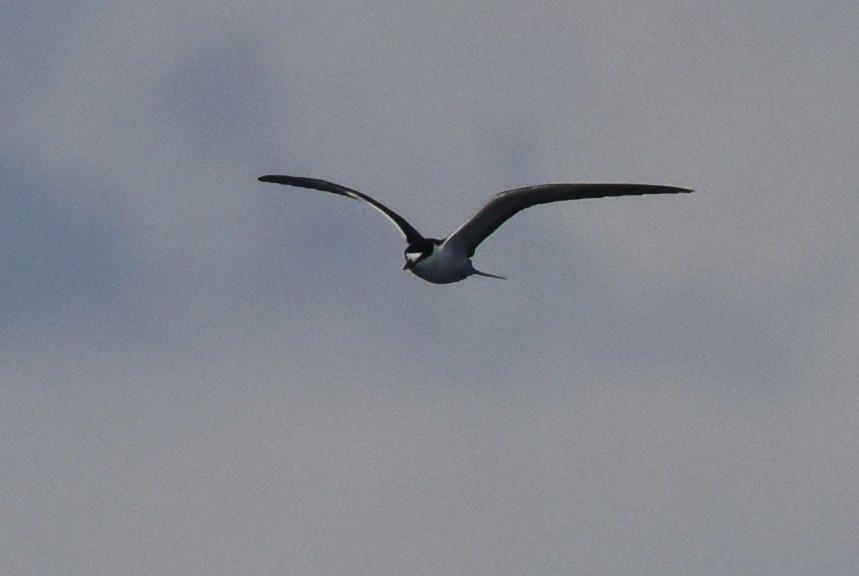 Sooty Tern - ML646824999