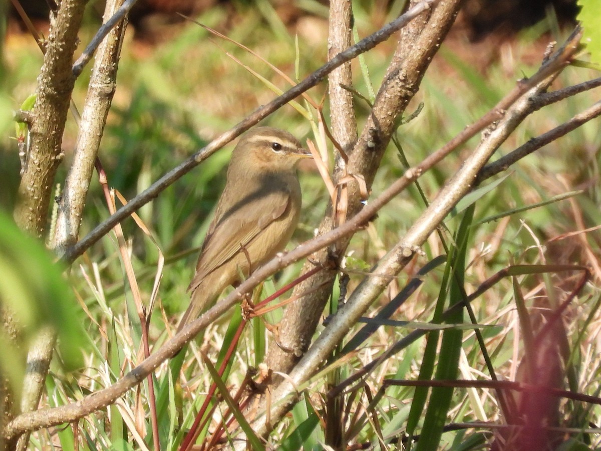 Dusky Warbler - ML646825004
