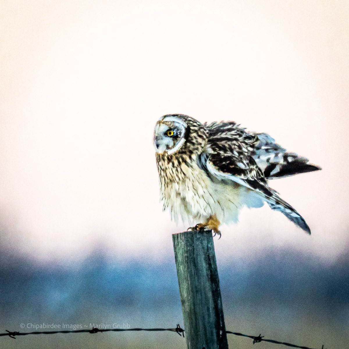 Short-eared Owl - ML646825005