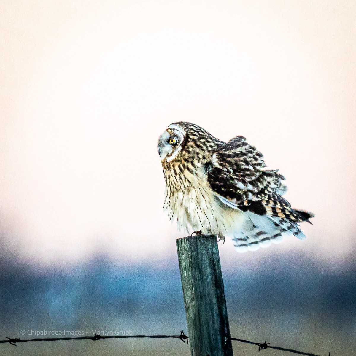 Short-eared Owl - ML646825006