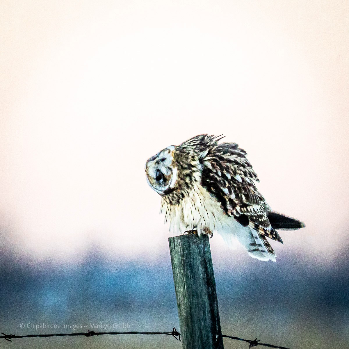 Short-eared Owl - ML646825007
