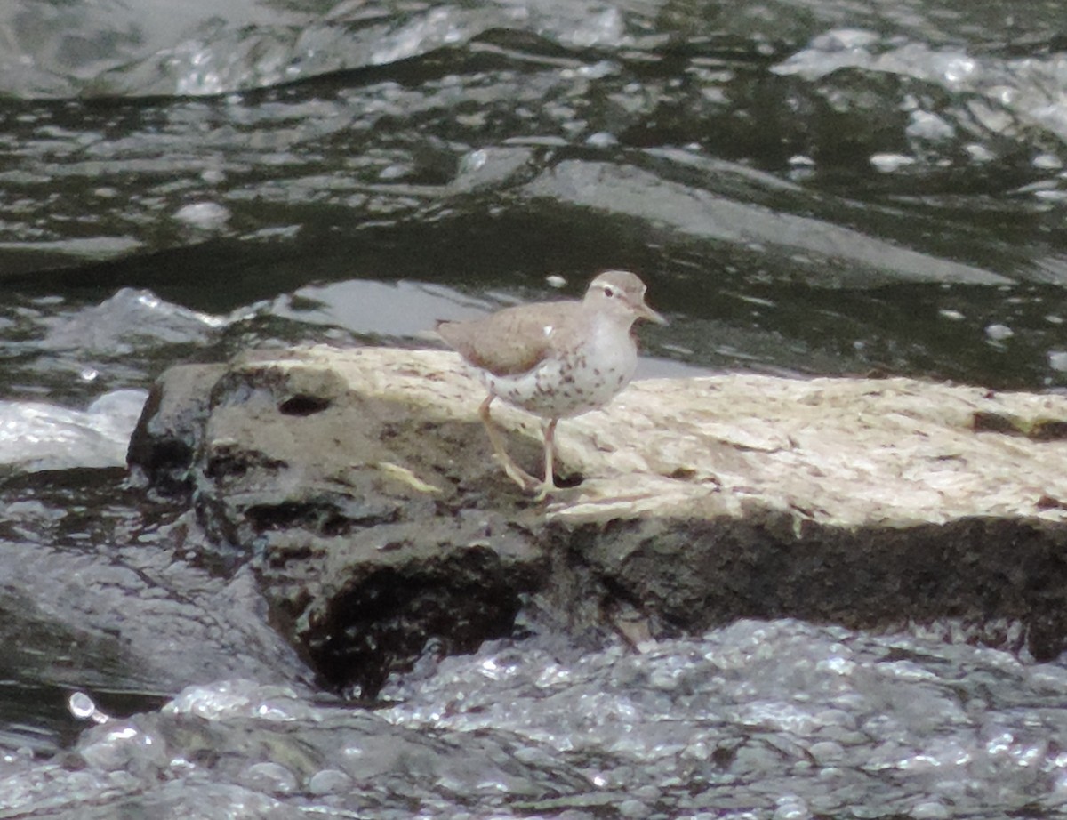 Spotted Sandpiper - ML64682501