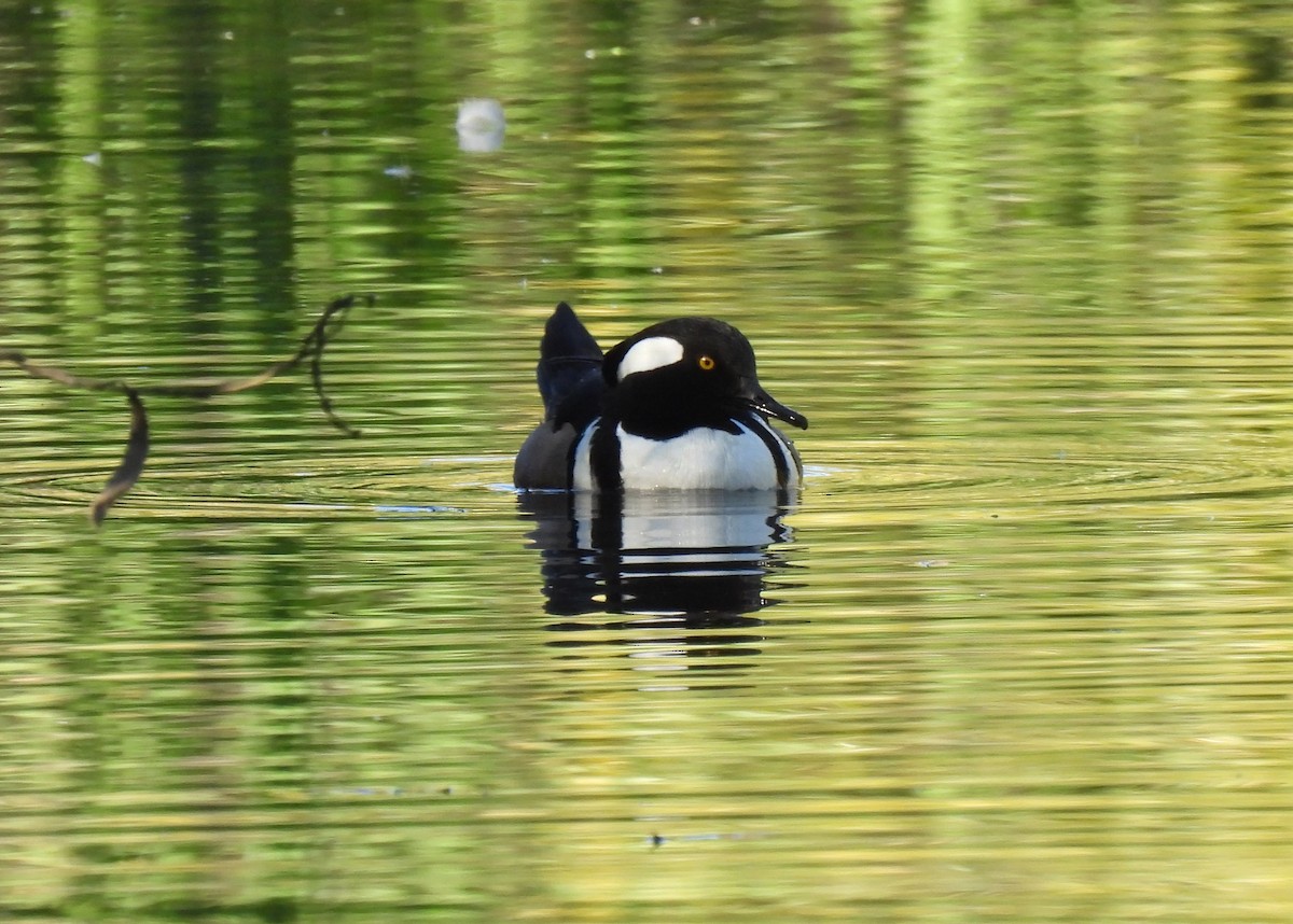Hooded Merganser - ML646825025