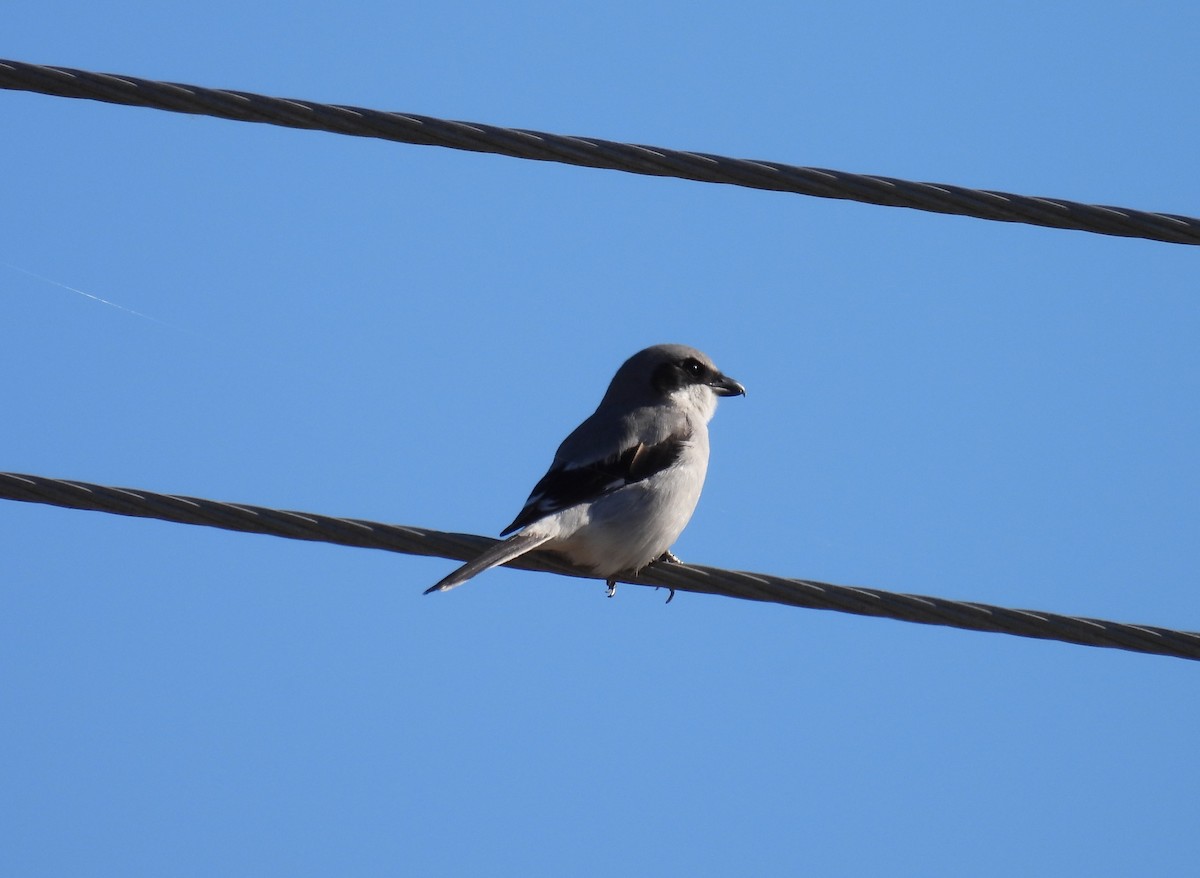 Loggerhead Shrike - ML646825030