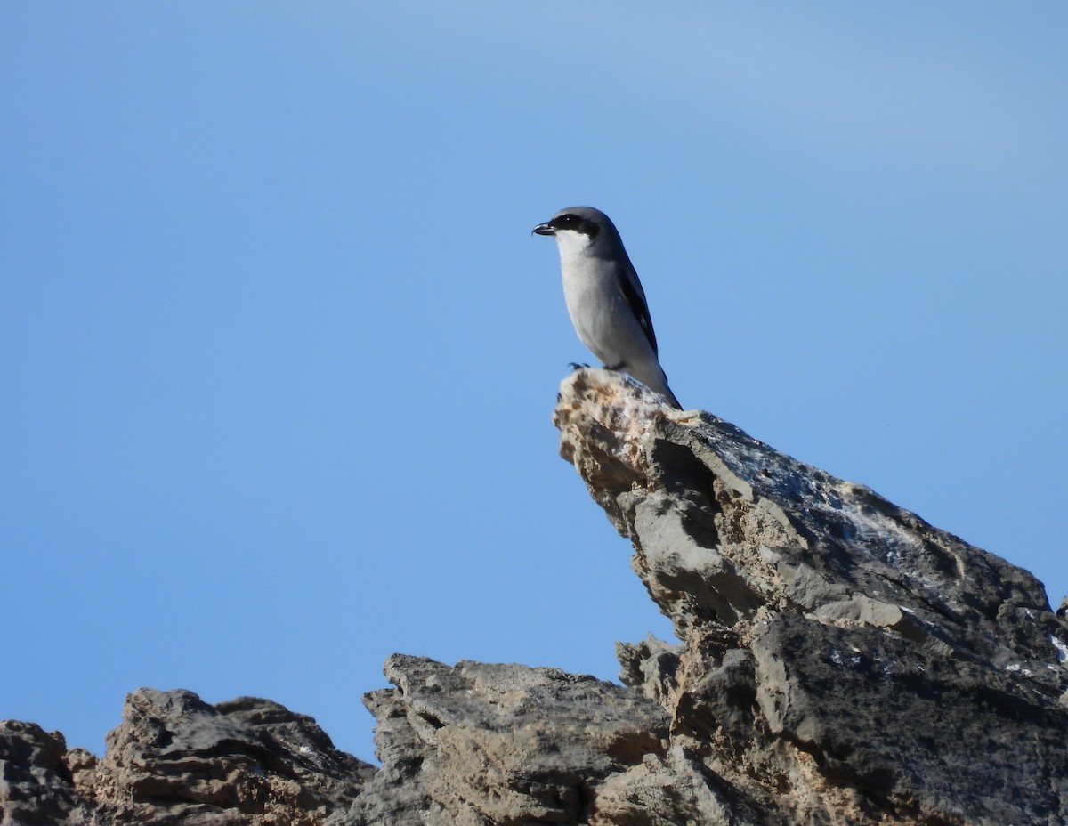 Loggerhead Shrike - ML646825031