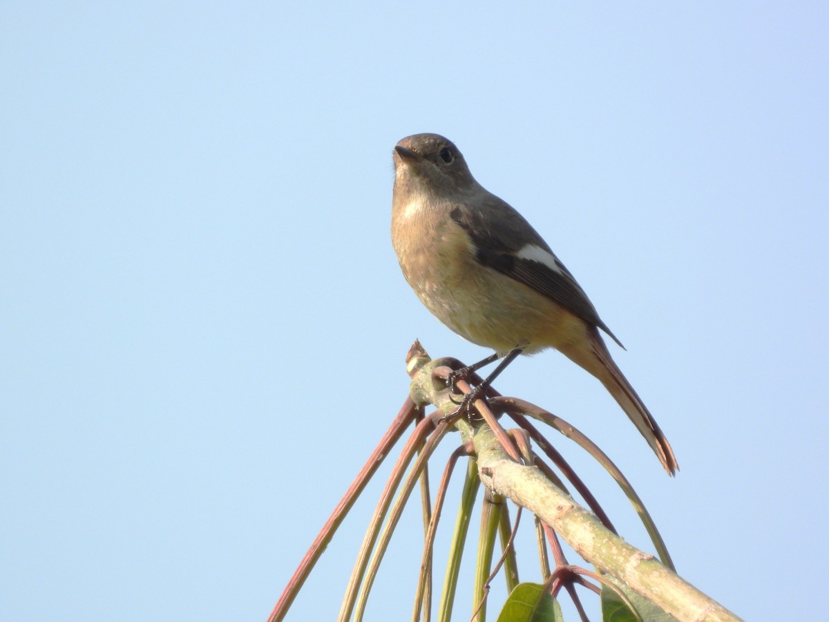 Daurian Redstart - ML646825034