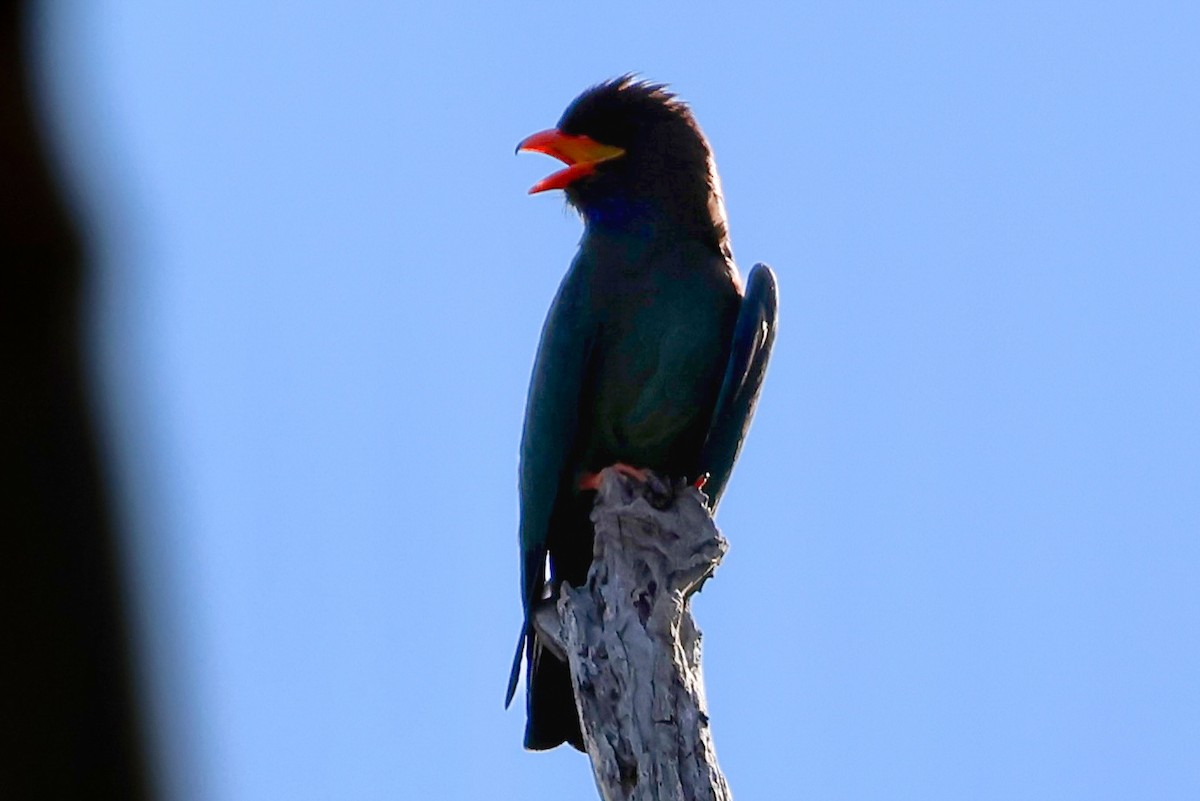 Türkisracke - ML646825035