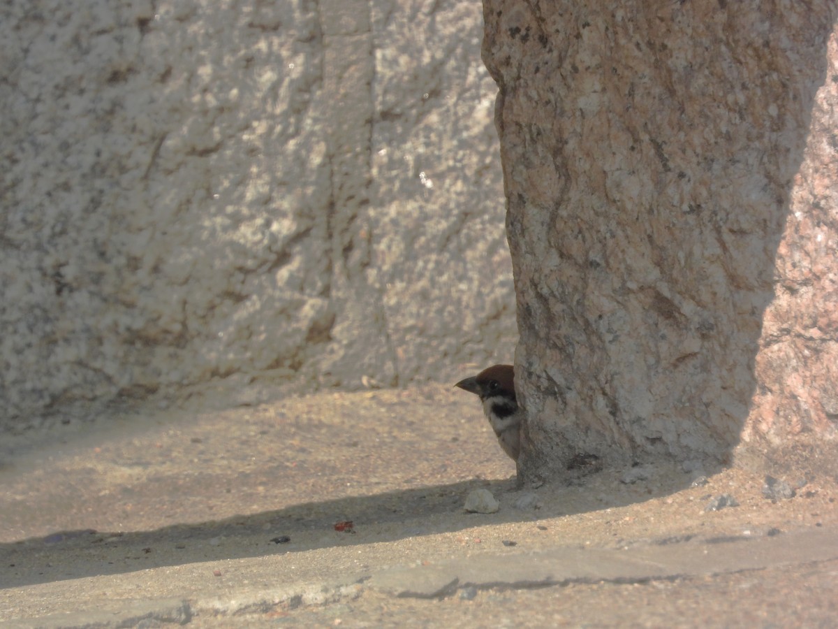 Ağaç Serçesi - ML646825039