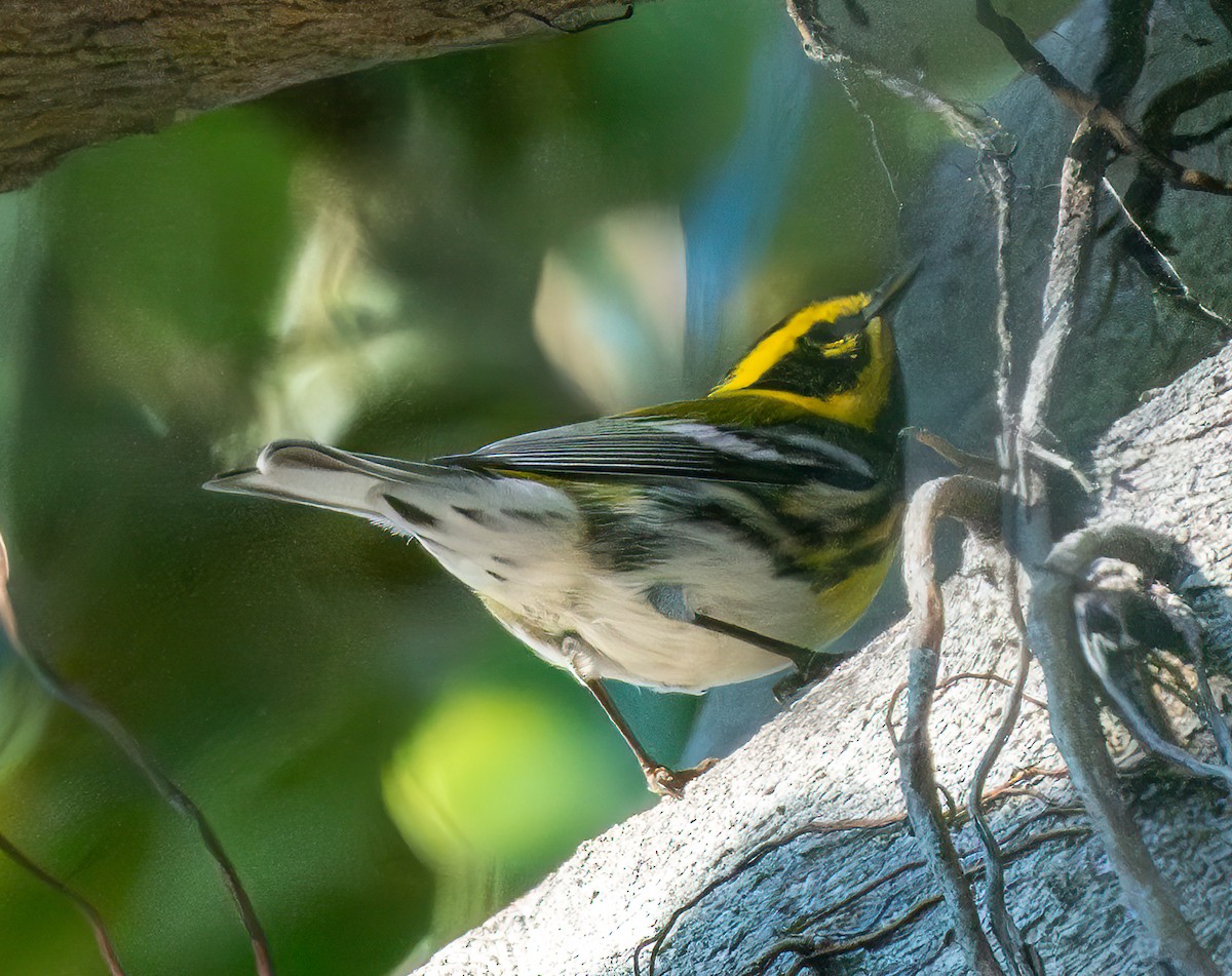 Townsend's Warbler - ML646825040