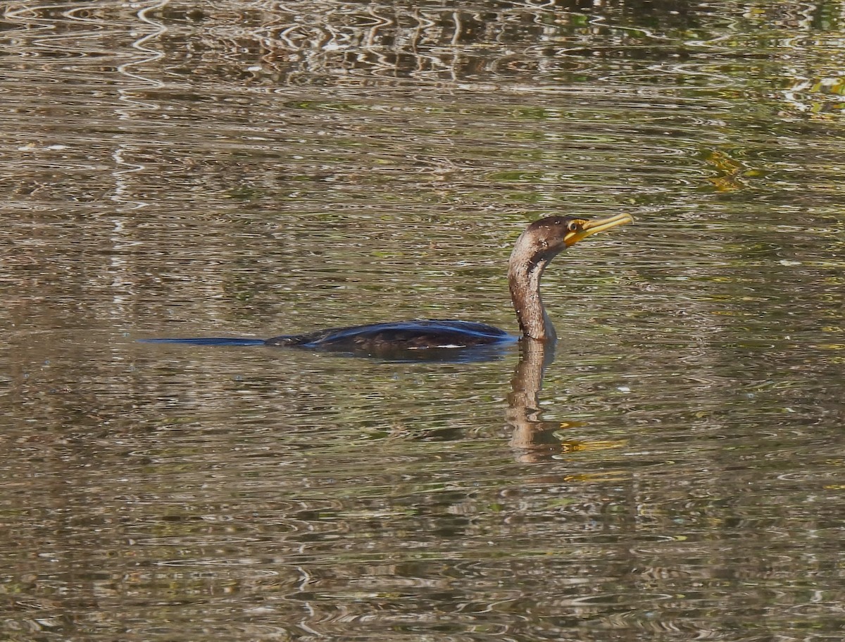 Cormorán Orejudo - ML646825042