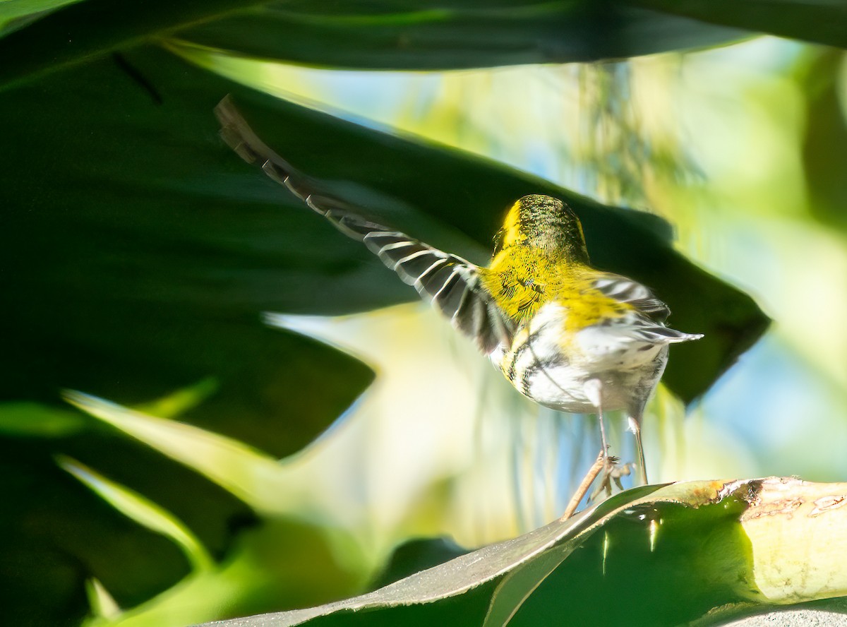 Townsend's Warbler - ML646825045