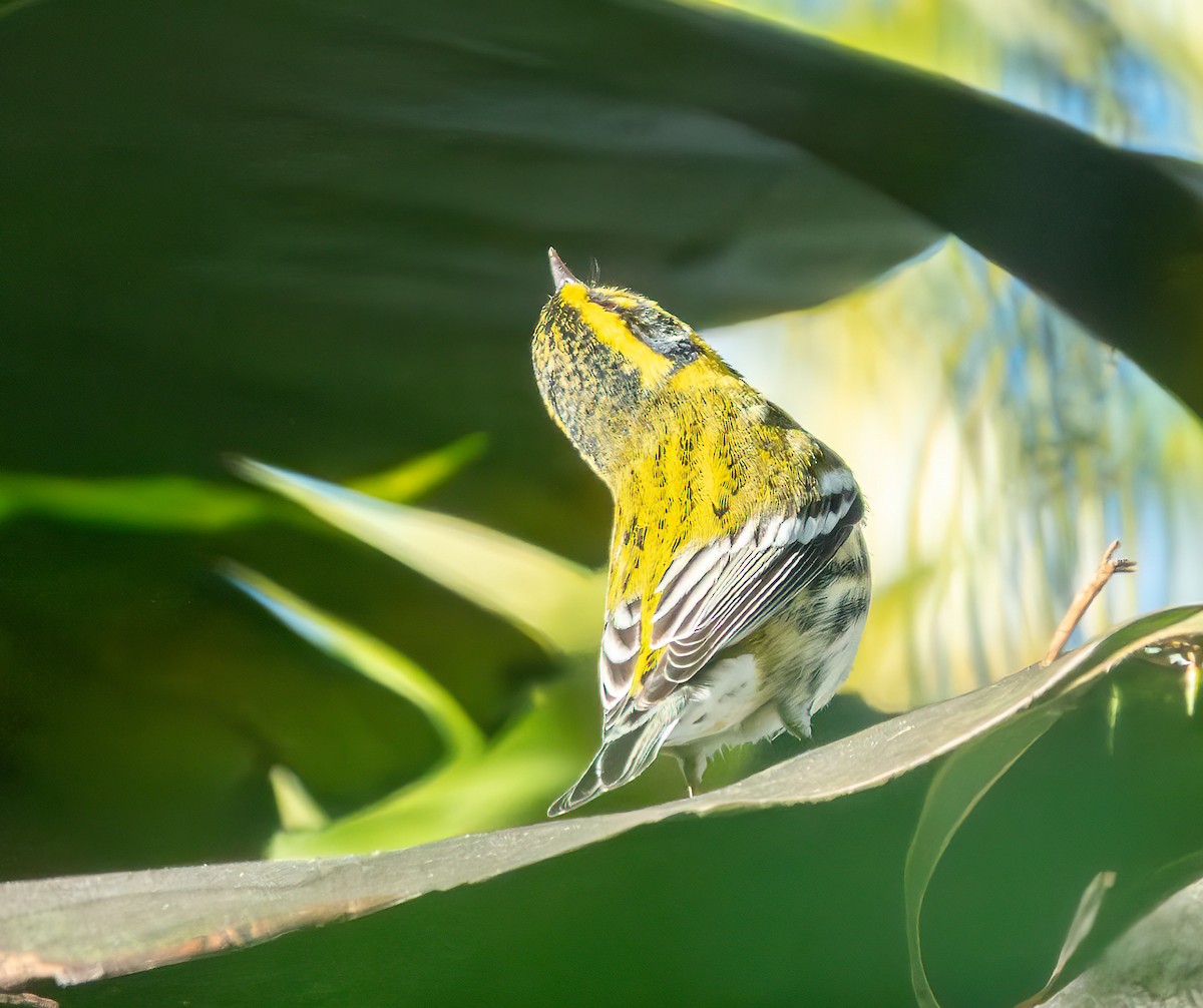 Townsend's Warbler - ML646825050