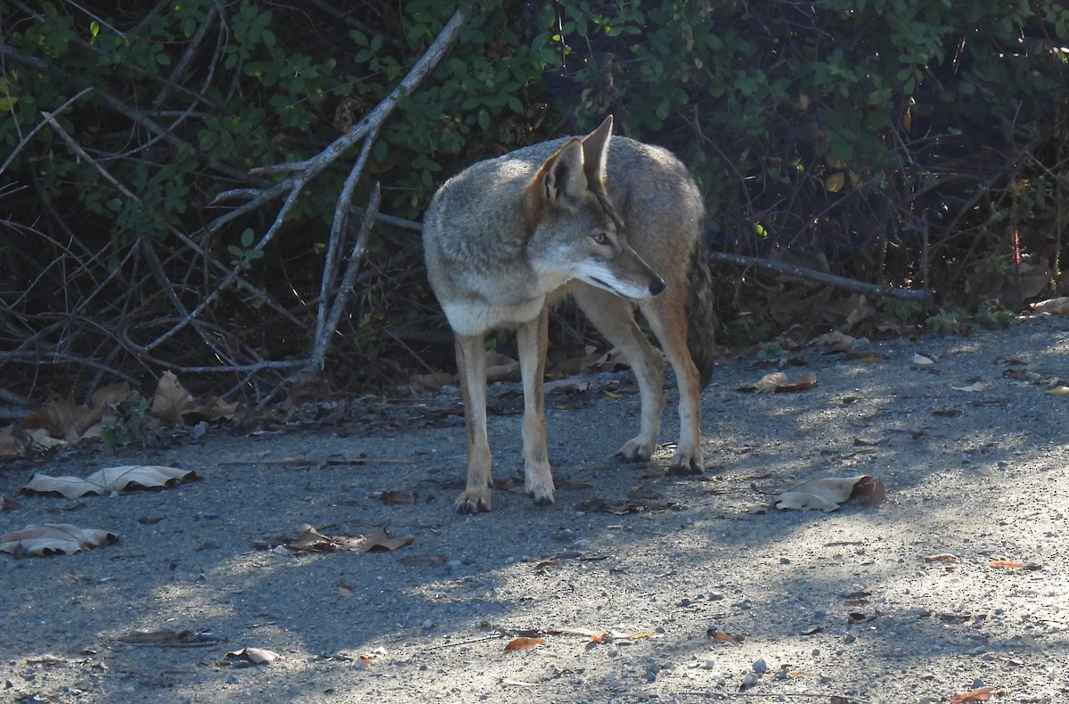 Animals - ML646825052