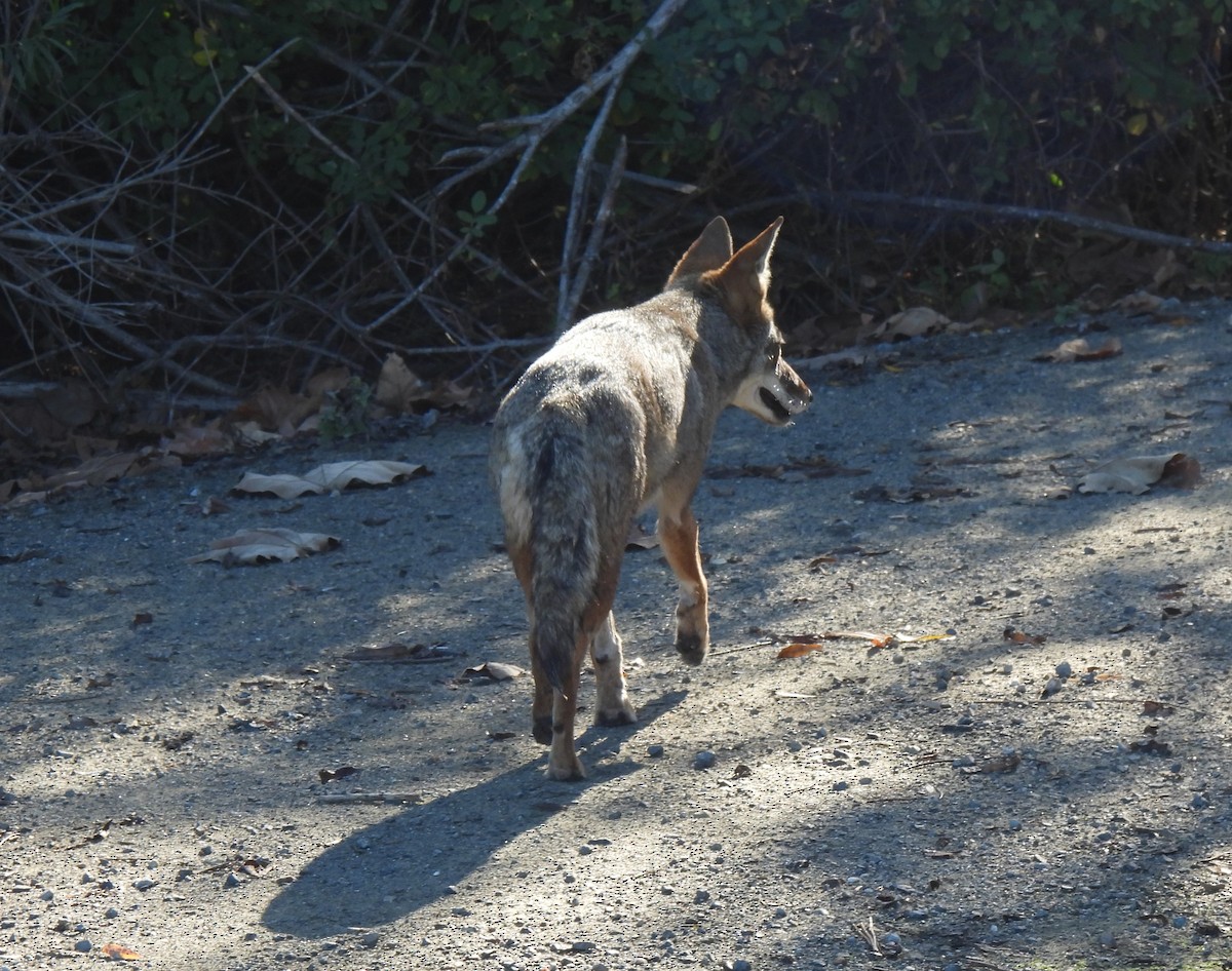 Animals - ML646825053