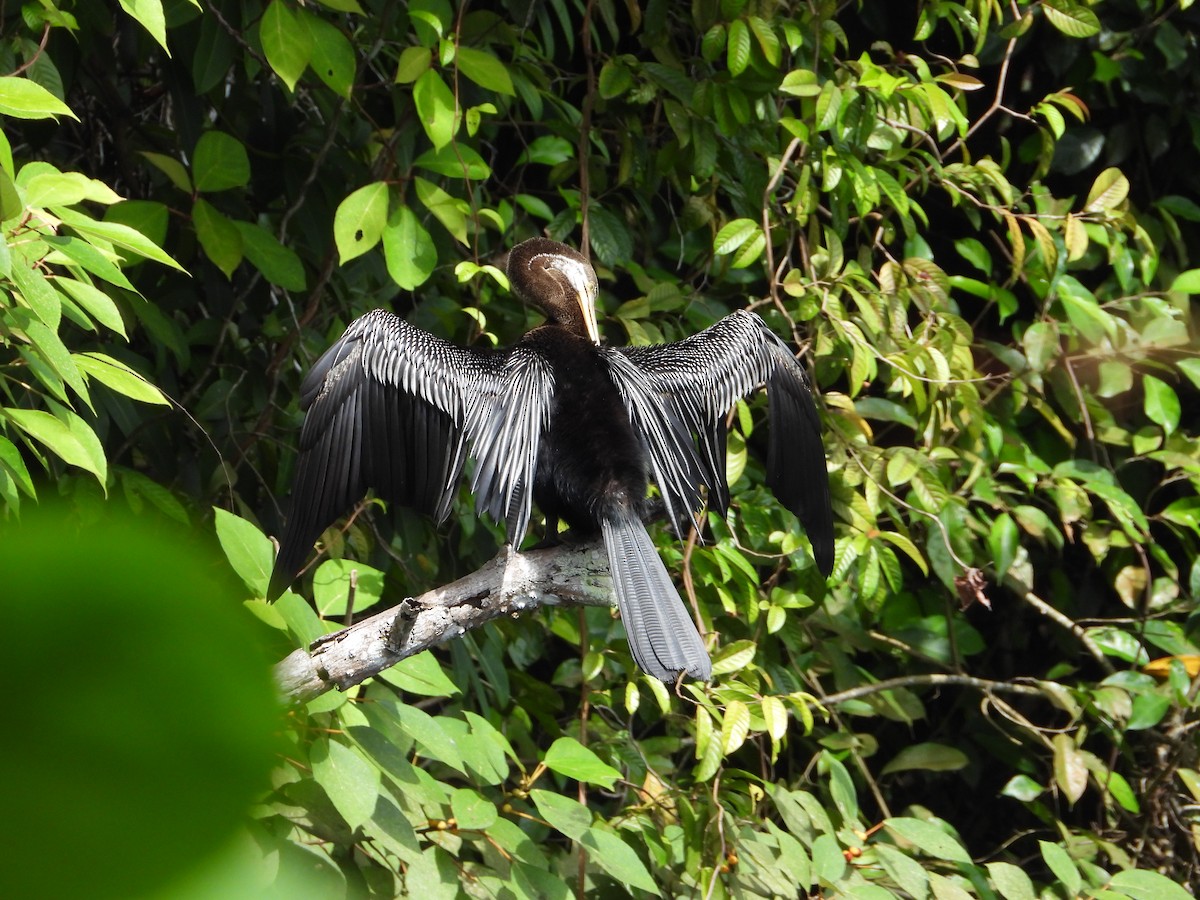 Anhinga roux - ML646825054