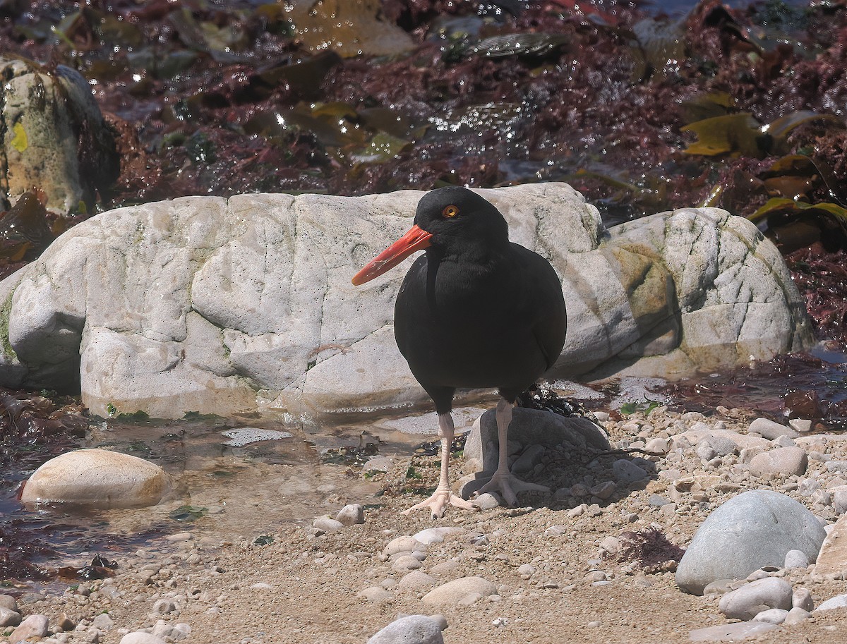 Blackish Oystercatcher - ML646825058