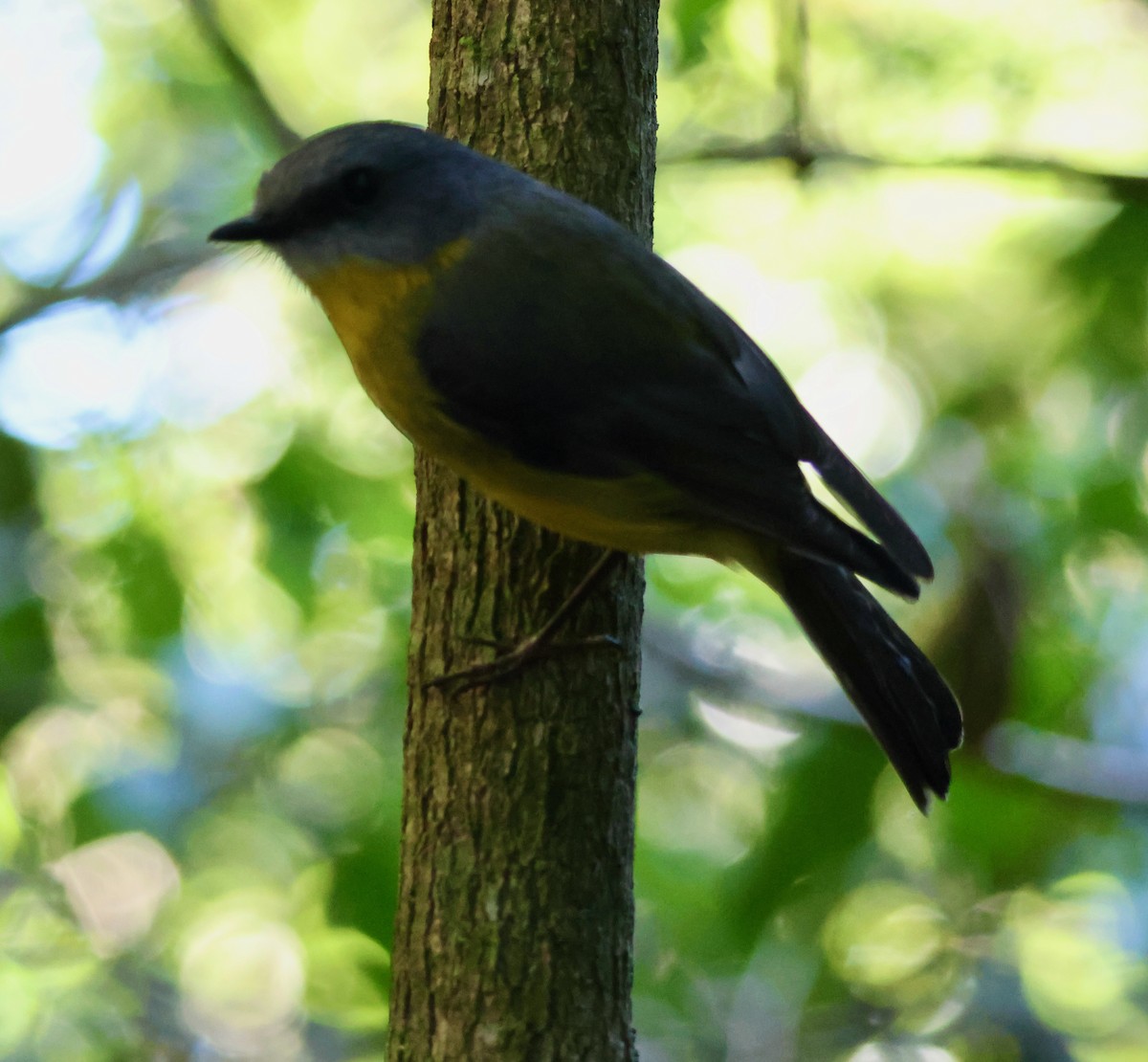 Eastern Yellow Robin - ML646825059