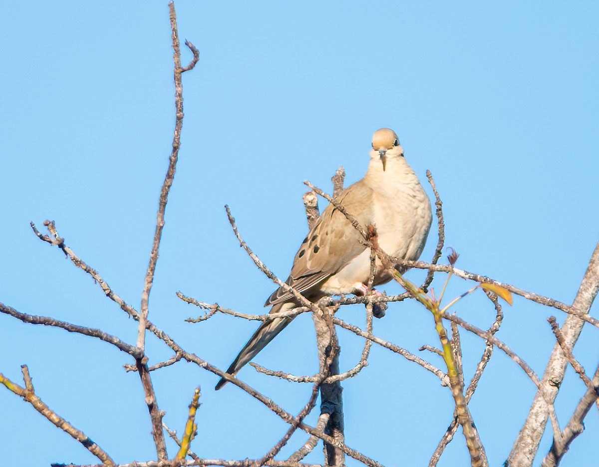 Mourning Dove - ML646825061