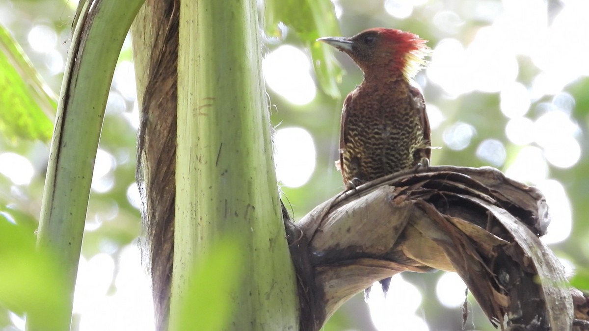 žluna suříková - ML646825062