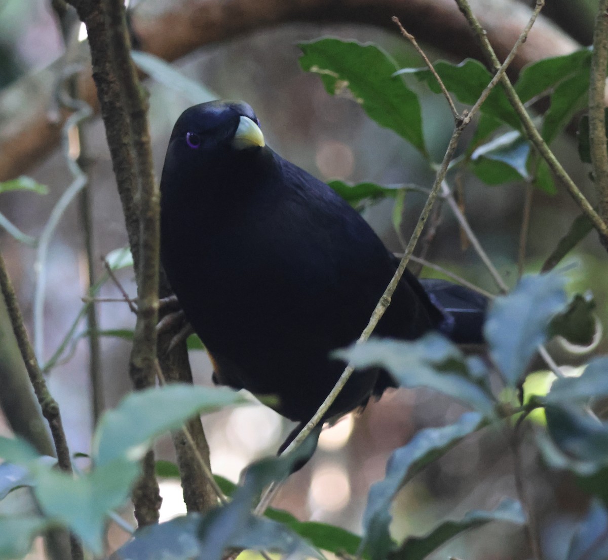 Satin Bowerbird - ML646825066
