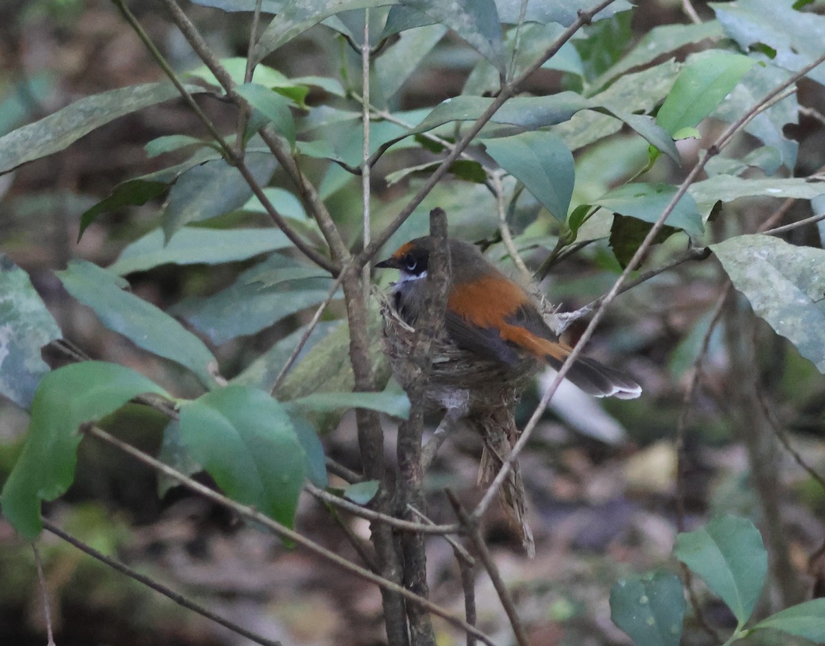 Australian Rufous Fantail - ML646825071