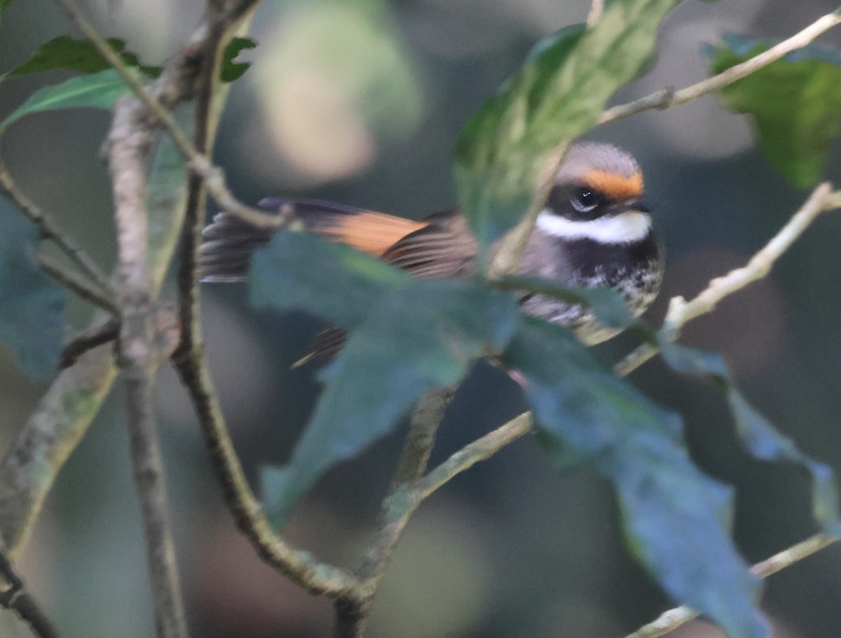 Australian Rufous Fantail - ML646825072