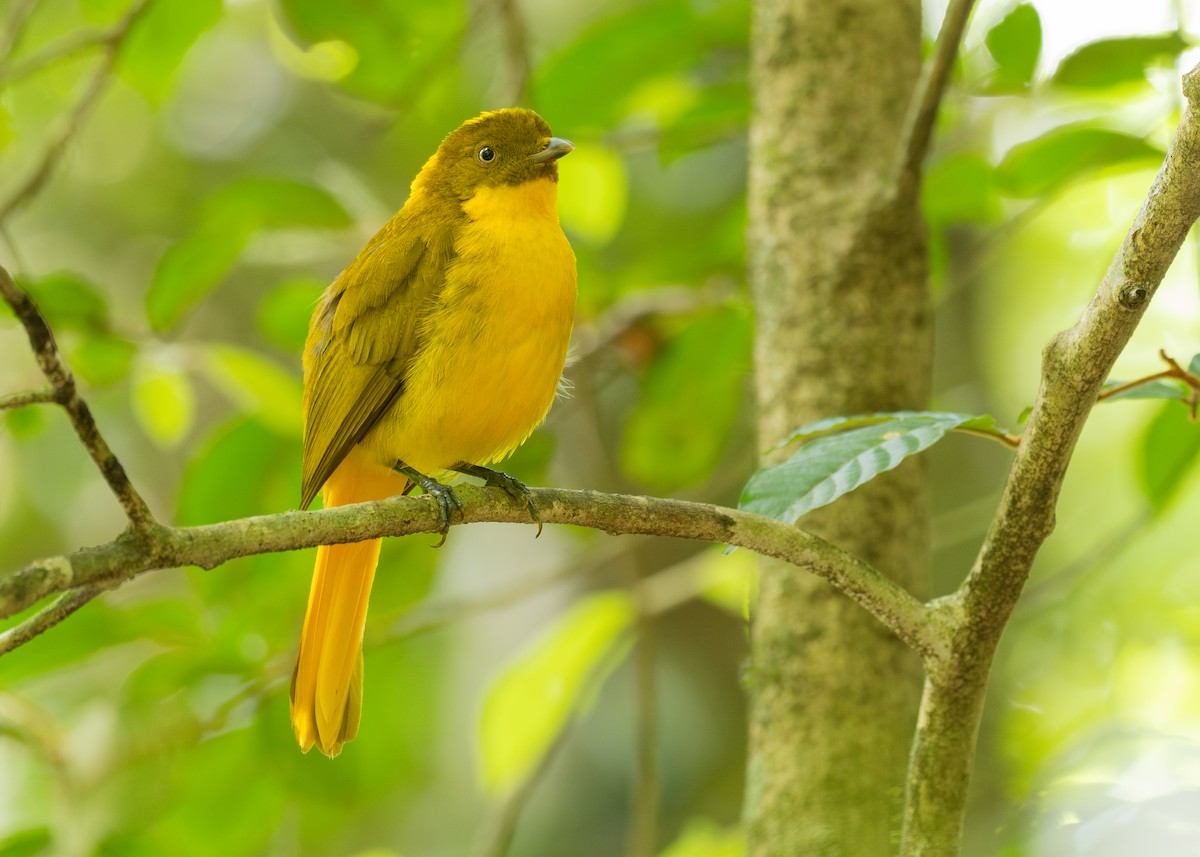Golden Bowerbird - ML646825076