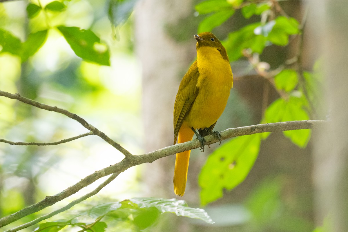 Golden Bowerbird - ML646825077