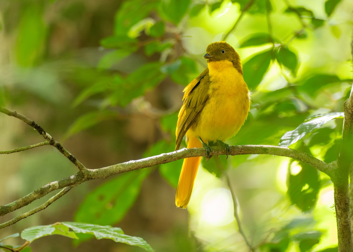 Golden Bowerbird - ML646825078