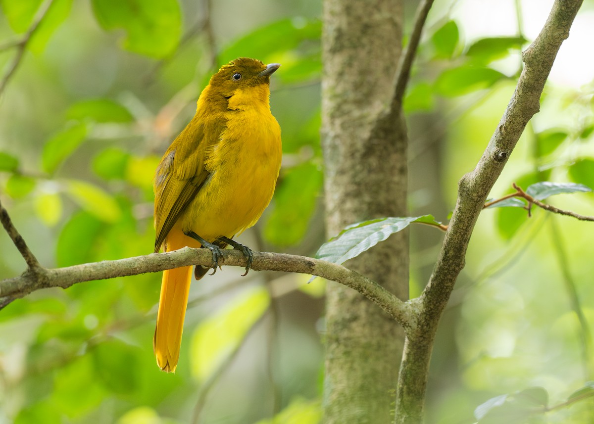 Pergolero Dorado - ML646825079