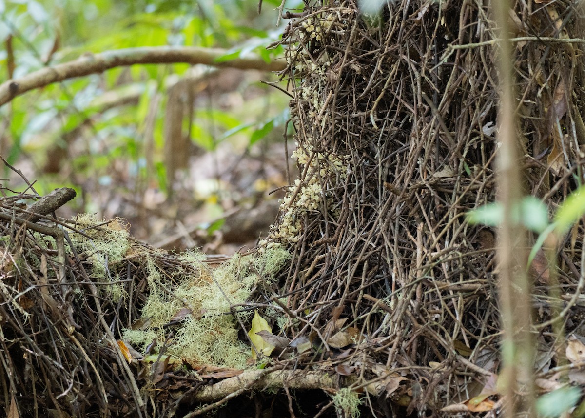 Golden Bowerbird - ML646825080