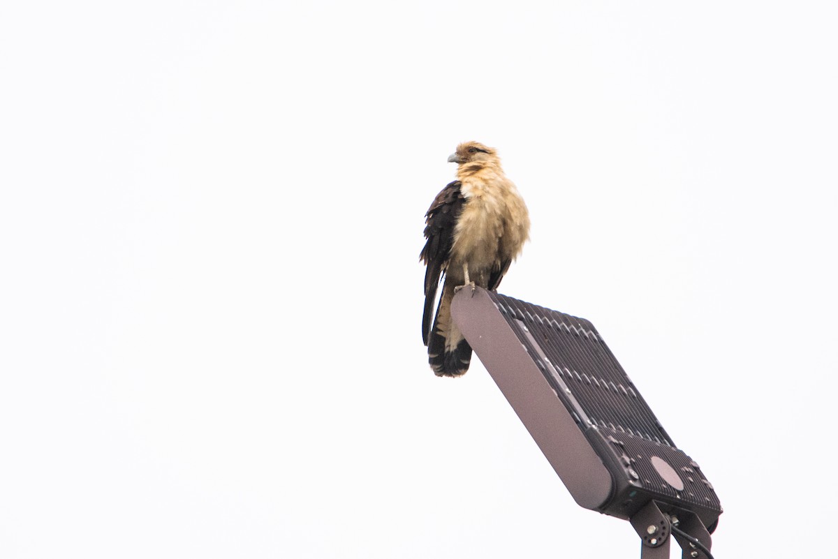 Caracara Chimachima - ML646825082