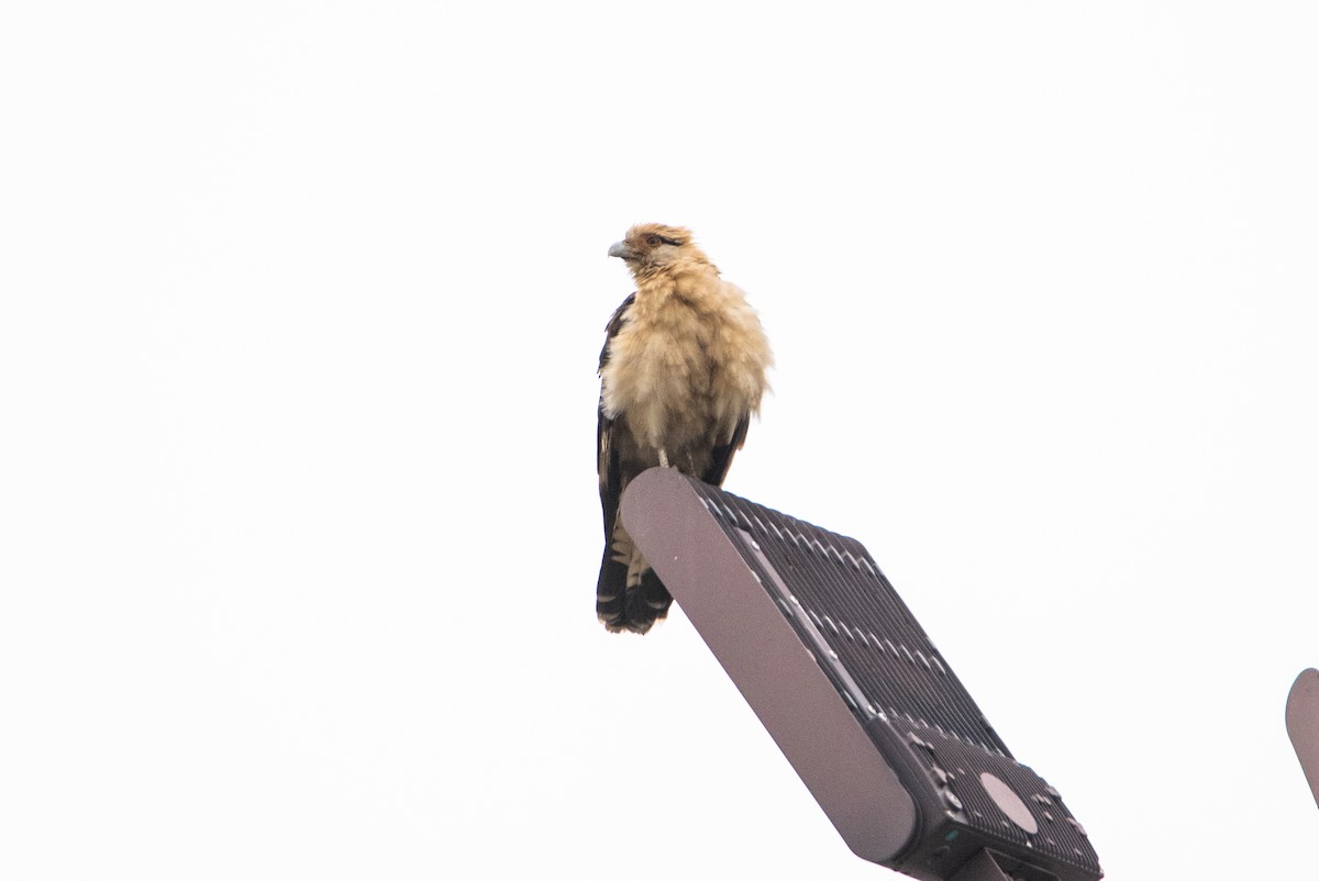Caracara Chimachima - ML646825083