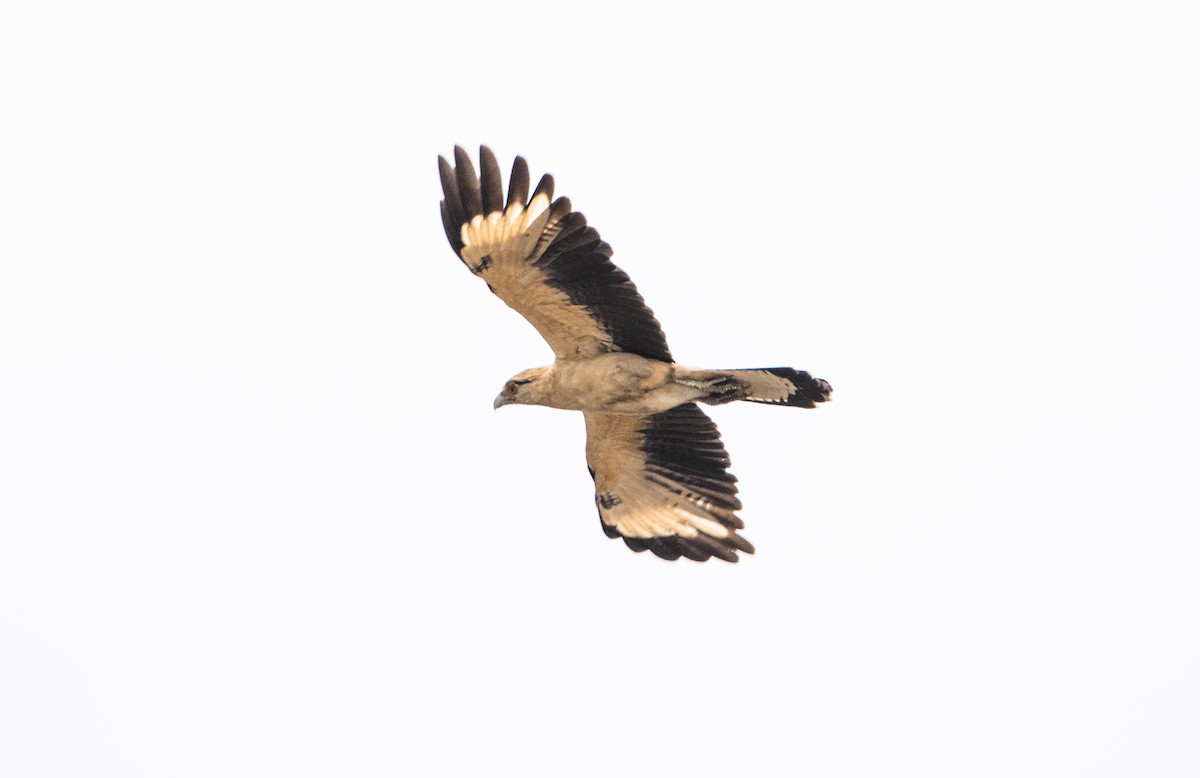 Caracara Chimachima - ML646825084