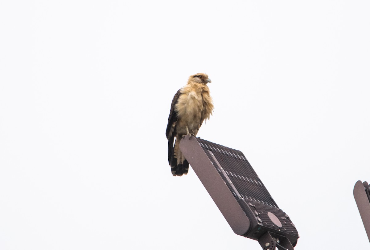 Caracara Chimachima - ML646825085