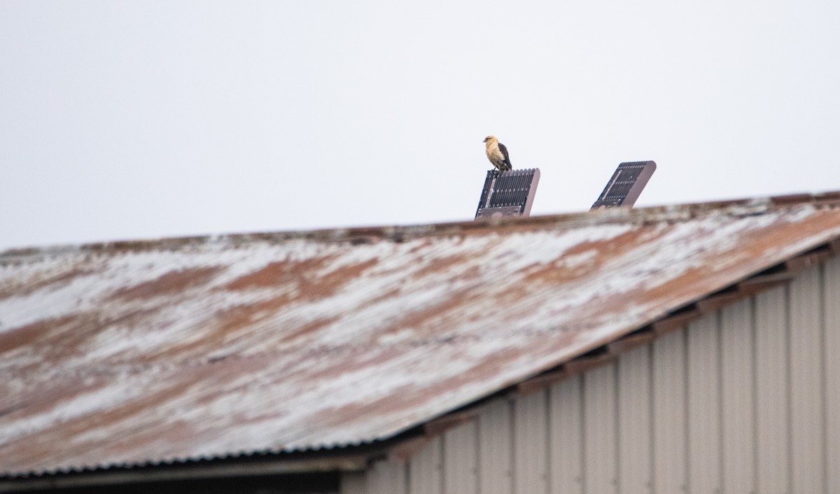 Caracara Chimachima - ML646825086