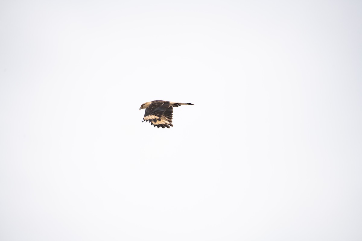 Caracara Chimachima - ML646825087