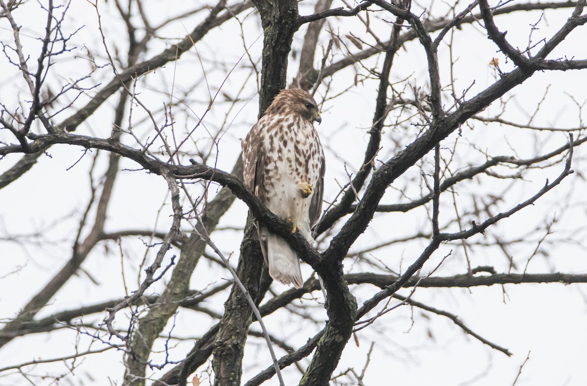 Busardo Pechirrojo - ML646825089