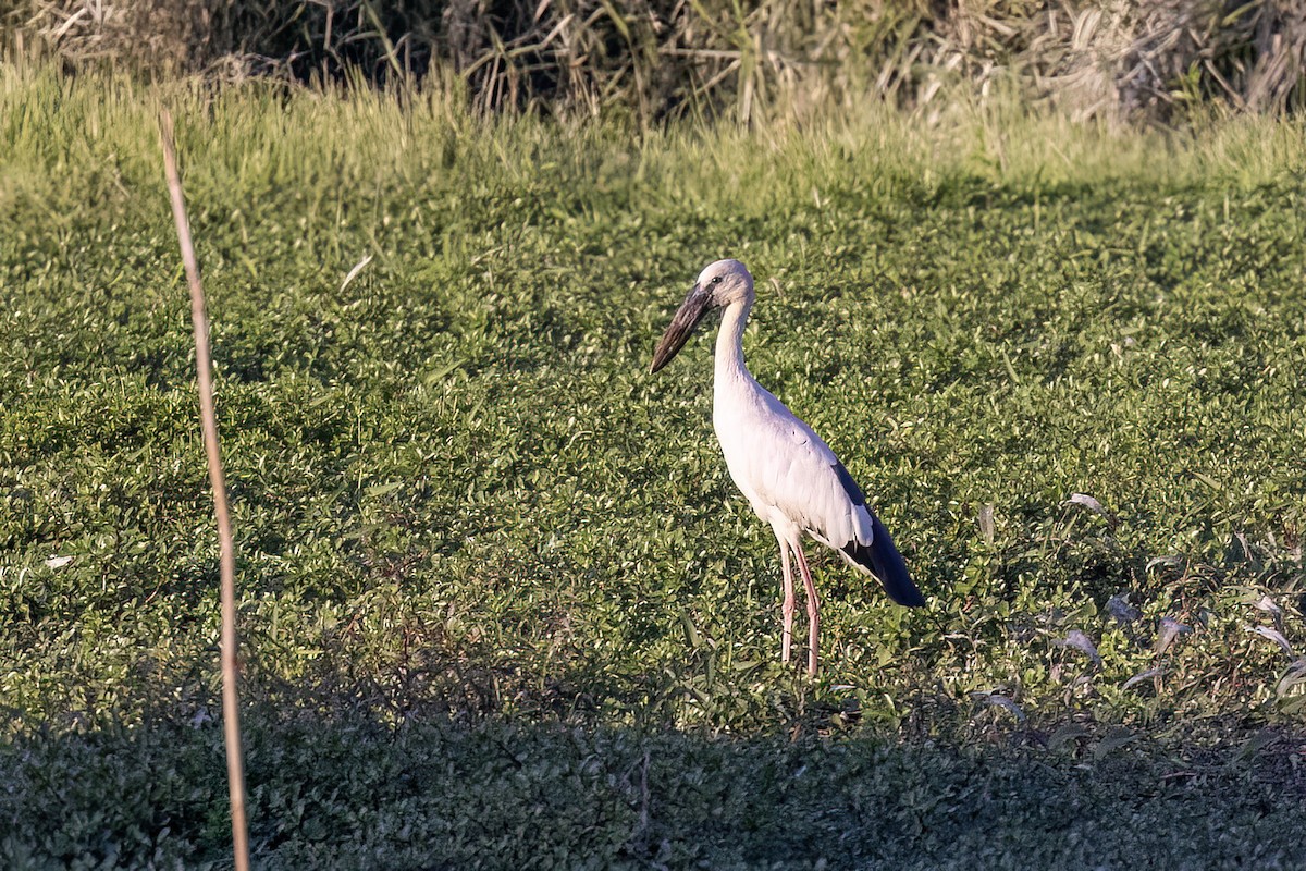 Лелека-молюскоїд індійський - ML646825091