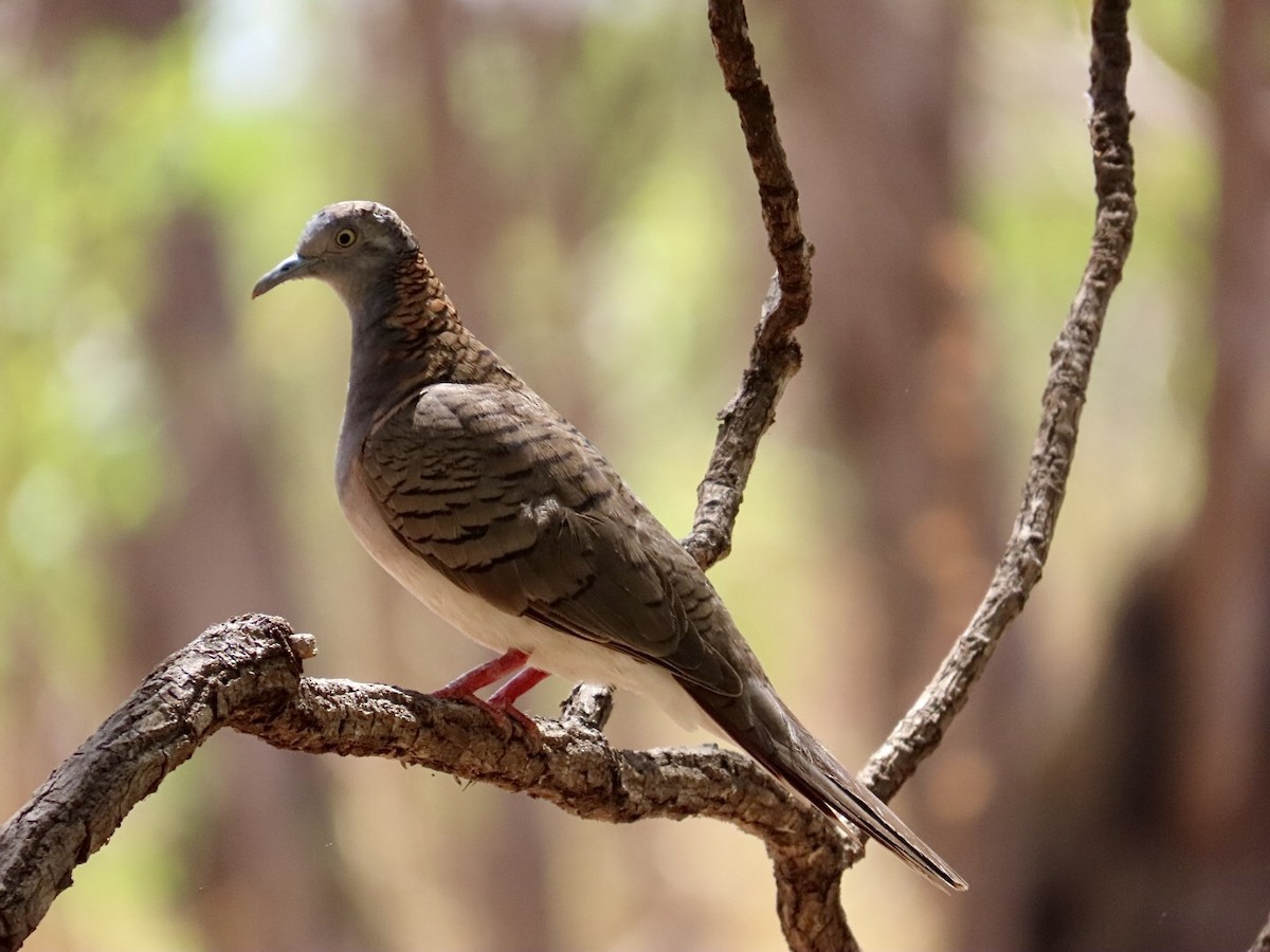 Bar-shouldered Dove - ML646825093