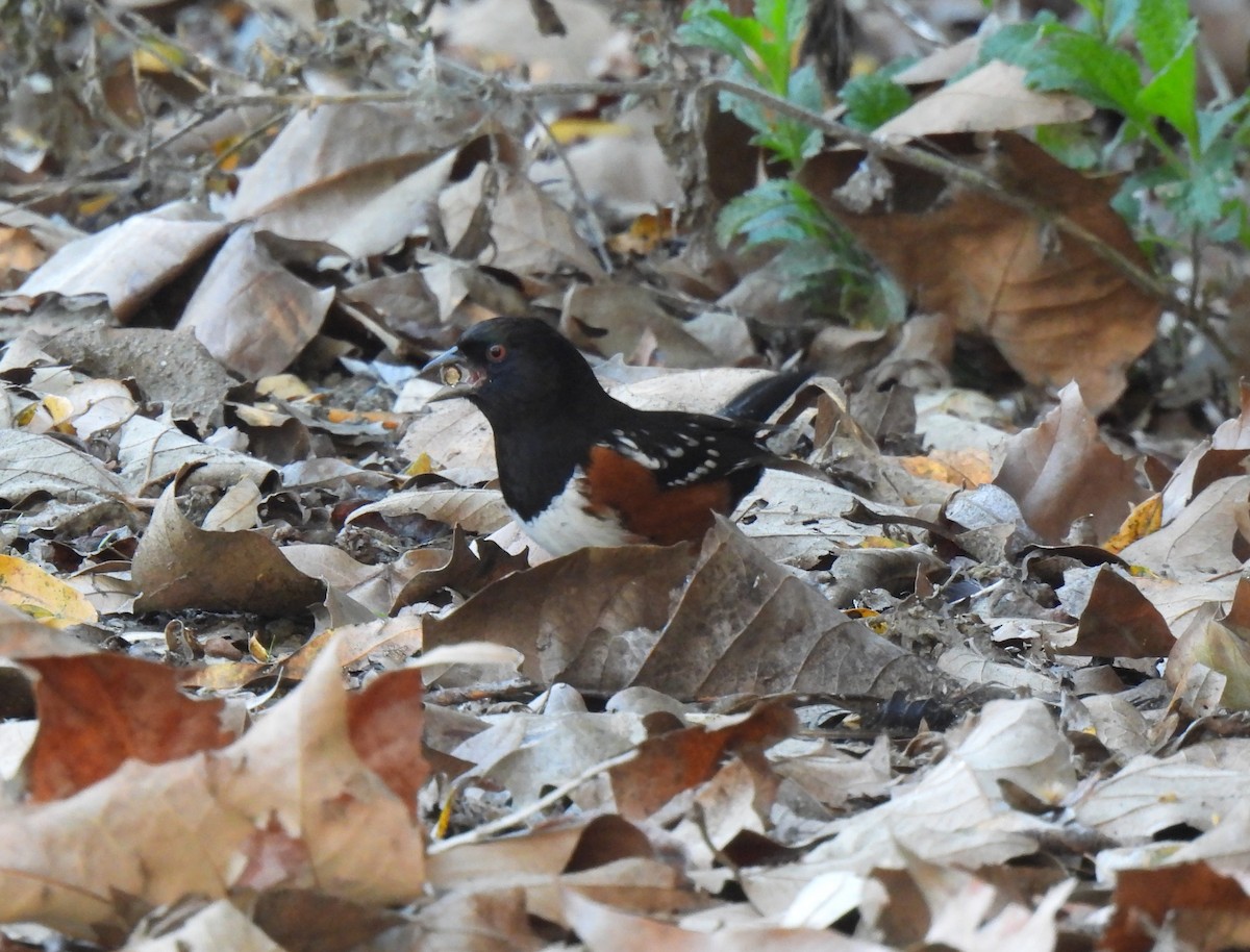 Spotted Towhee - ML646825098