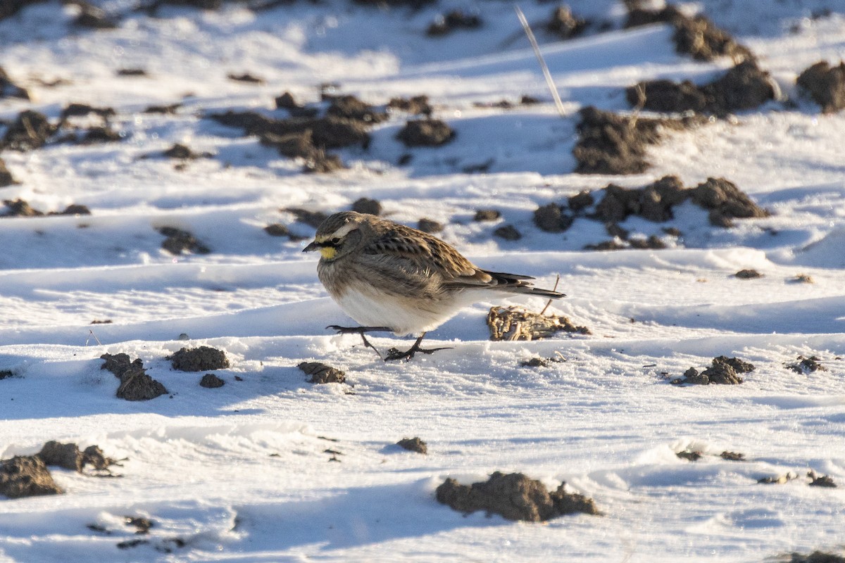 Horned Lark - ML646825099