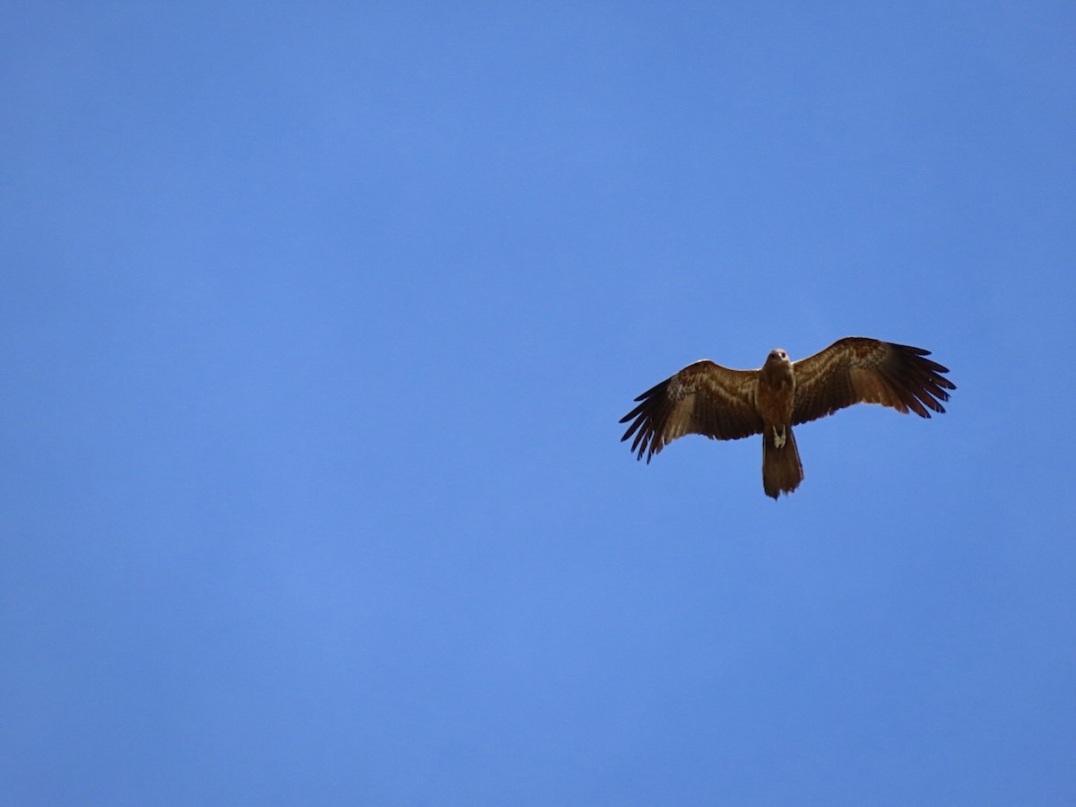 Коршун-свистун - ML646825100