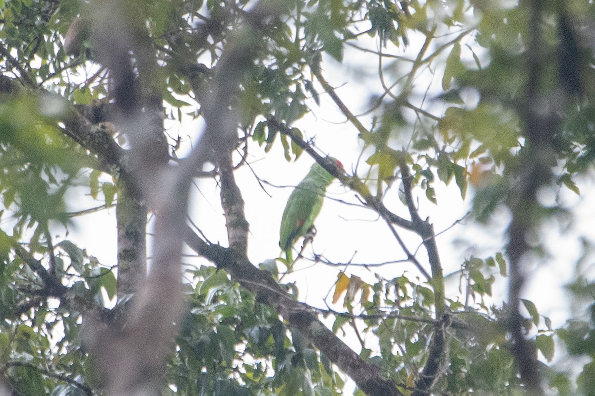 Red-lored Amazon - ML646825101